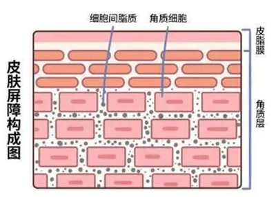 奇特嘉护肤----敏感肌