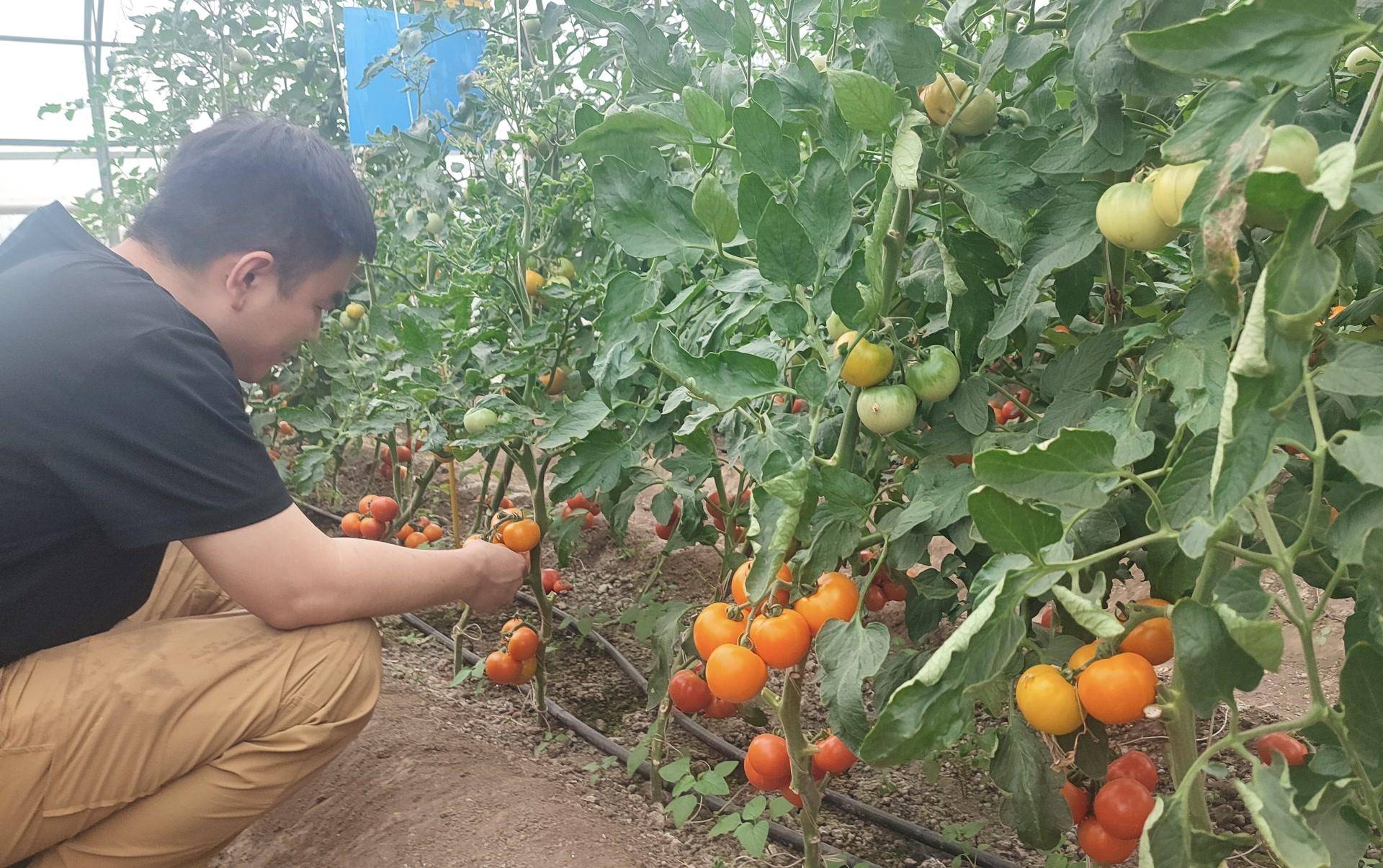 分析师：英伟达、微软和苹果，谁先达到4万亿美元市值